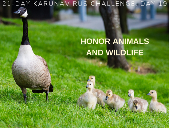 19: Honor Animals And Wildlife